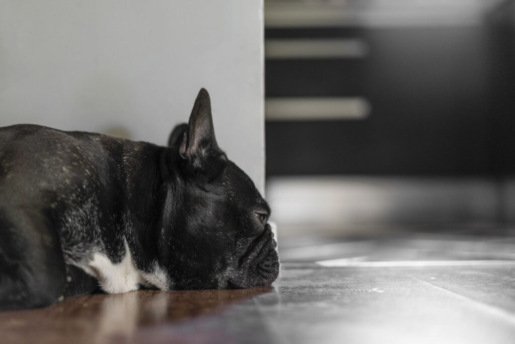 Pet Friendly Hotel Pet Friendly Hotel