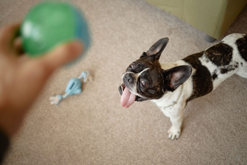 Pet Friendly Hotel Pet Friendly Hotel